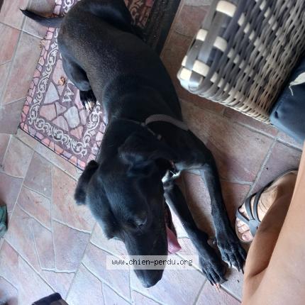 Photo 1/1 Chien trouvé Trouvé à Ballaison