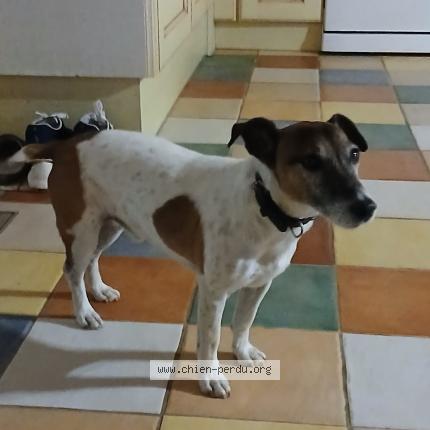 Photo de chien trouvé à La Grange Du Commandeur