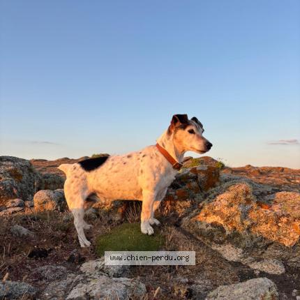 Photo 1/1 Chien retrouvé Perdu à Port joinville