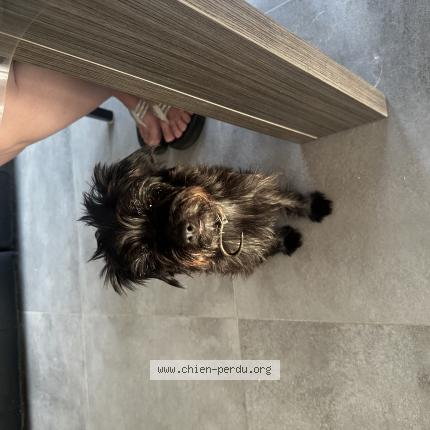 Photo 1/1 Chien retrouvé Trouvé à Barbatre