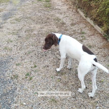 Photo 1/1 Chien retrouvé Trouvé à St vaize