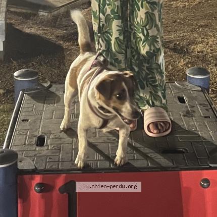 Photo 1/1 Chien retrouvé Perdu à Porticcio