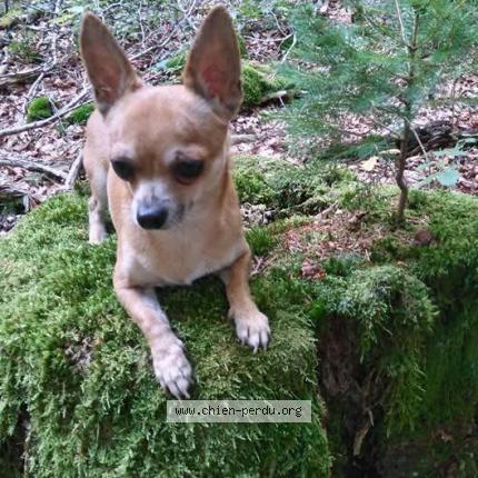 Photo 1/1 Chien retrouvé Perdu à Vias