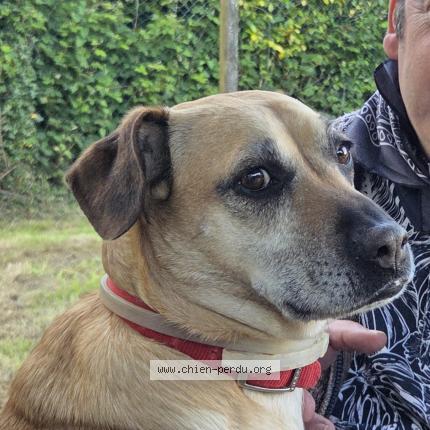 Photo 1/1 Chien retrouvé Perdu à Berrien