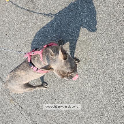 Photo de chien trouvé à Saint Pierre Quiveron