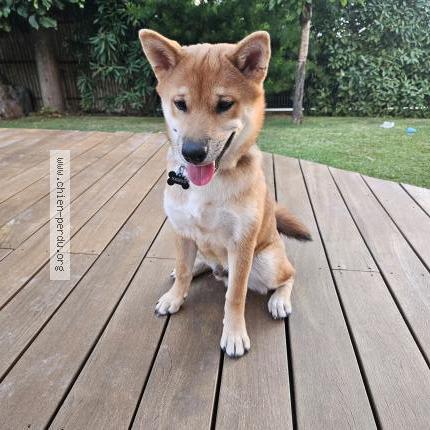 Photo 1/1 Chien retrouvé Perdu à Eguilles