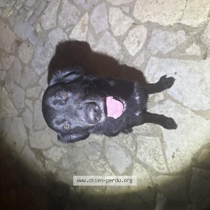 Photo de chien trouvé à Saint Bauzile De Montmel