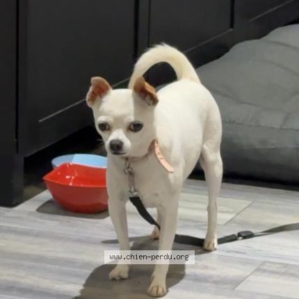 Photo de chien trouvé à Grand Bourgtheroulde