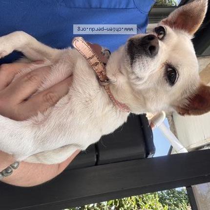 Photo 2/2 Chien retrouvé Trouvé à Grand bourgtheroulde