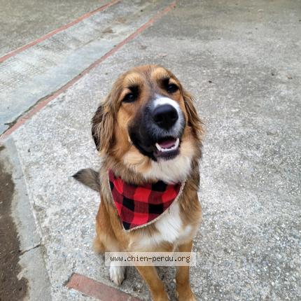 Photo 1/1 Chien retrouvé Perdu à Le soler