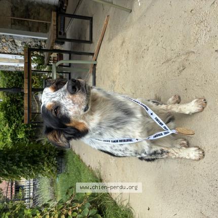 Photo de chien perdu à Albi