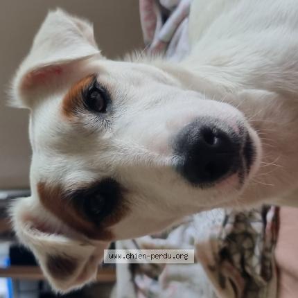 Photo de chien perdu à Soullans