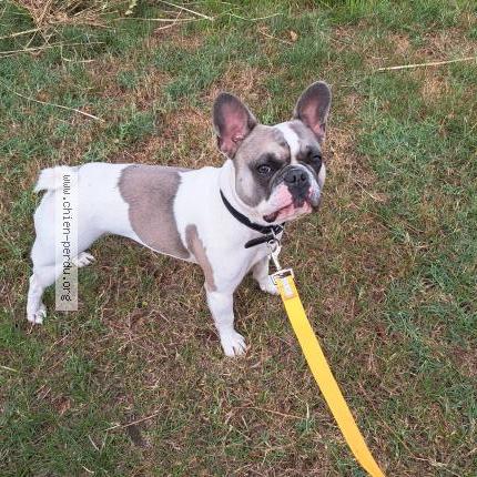 Photo de chien perdu à Alfortville