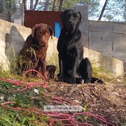 Photo de chien perdu à Le Rouget Pers