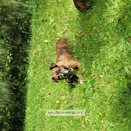 Photo 1/1 Chien retrouvé Perdu à Saint jean de vedas