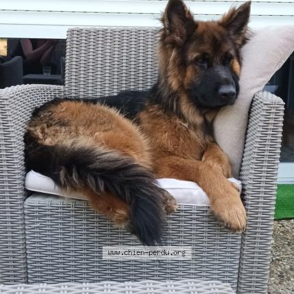 Photo 1/1 Chien retrouvé Perdu à Dompierre sur mer