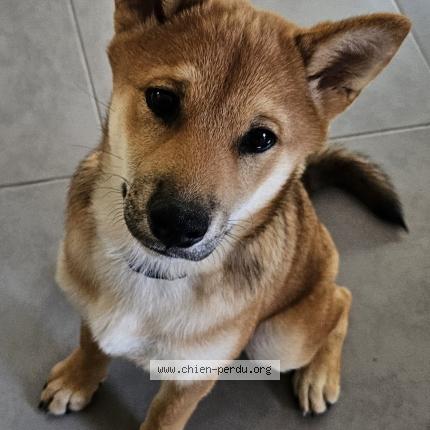 Photo de chien perdu à Eguilles