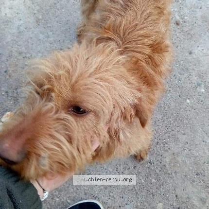 Photo 1/1 Chien retrouvé Perdu à Brugairolles