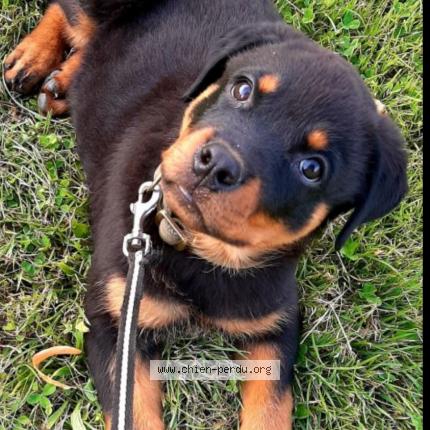 Photo 1/1 Chien retrouvé Perdu à Paris