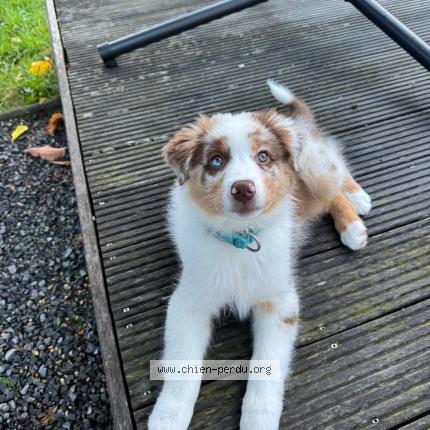 Photo de chien perdu à Villers La Montagne
