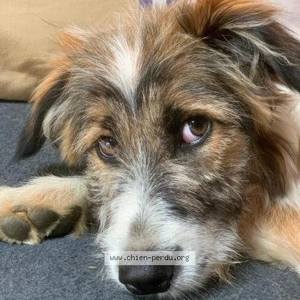 Photo de chien perdu à Gez