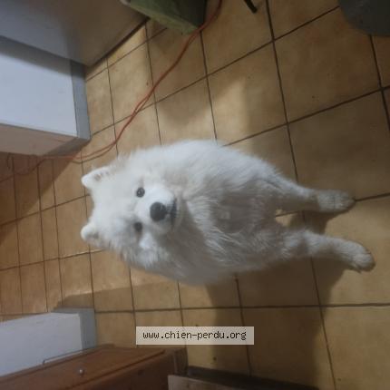 Photo 1/1 Chien retrouvé Perdu à Montesquieu