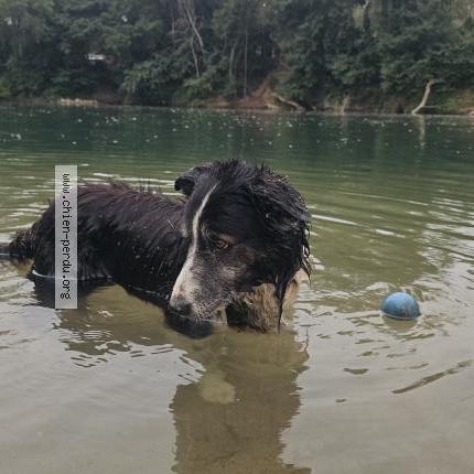 Photo 1/1 Chien retrouvé Trouvé à Roquebrune sur argens