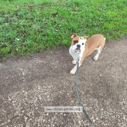 Photo de chien perdu à La Bernerie En Retz
