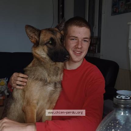 Photo de chien perdu à Fleac Sur Seugne