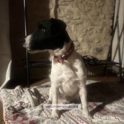 Photo 1/1 Chien retrouvé Trouvé à Plazac