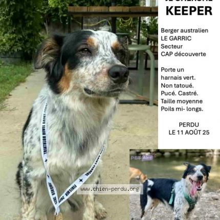 Photo 1/1 Chien retrouvé Perdu à Combefa