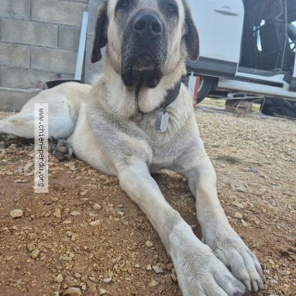 Photo 1/1 Chien retrouvé Perdu à Saint hilaire de brethmas