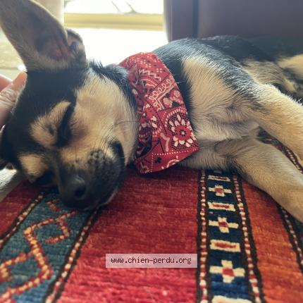 Photo 1/1 Chien retrouvé Perdu à Paray vielle poste