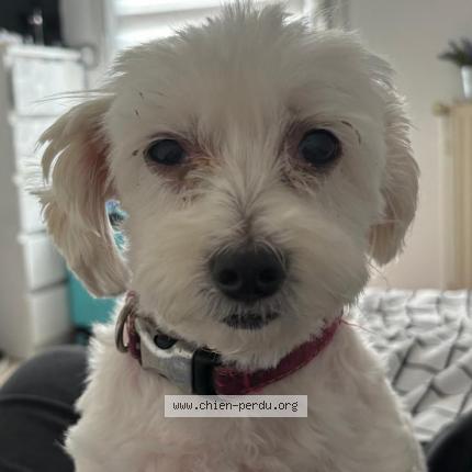 Photo 1/1 Chien retrouvé Perdu à Baliros