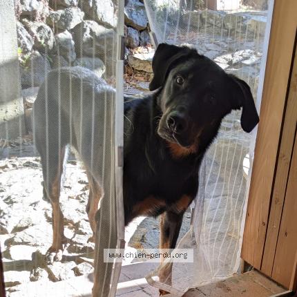 Photo 1/1 Chien retrouvé Perdu à Chirols