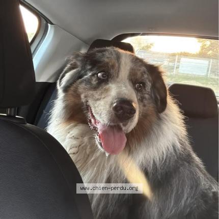 Photo 1/1 Chien retrouvé Trouvé à Pezenas