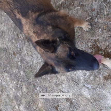 Photo 1/1 Chien retrouvé Trouvé à Salernes