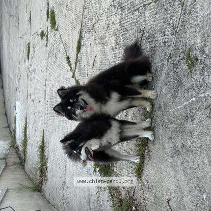 Photo 1/1 Chien retrouvé Perdu à La ville du bois