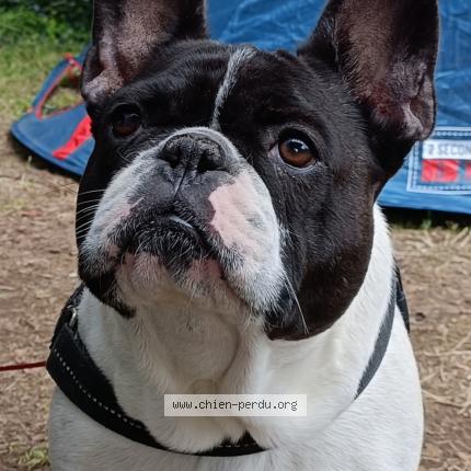 Photo 1/1 Chien retrouvé Perdu à Orvault