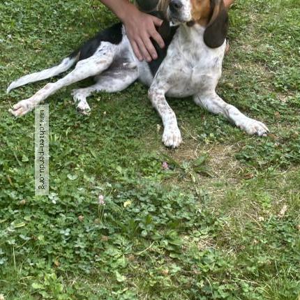 Photo de chien trouvé à Montmorency