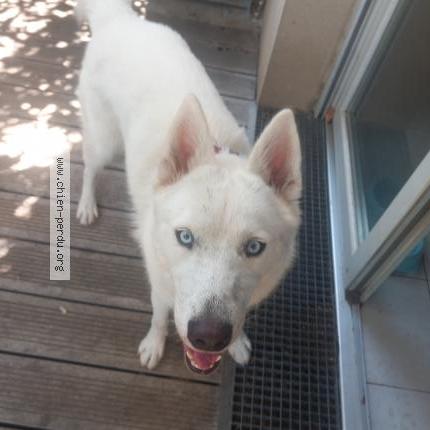 Photo de chien trouvé à Toulouse