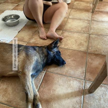 Photo de chien trouvé à Salernes