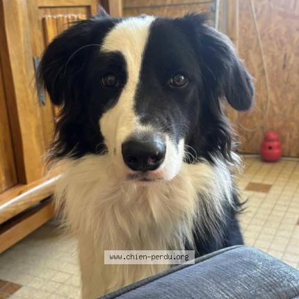 Photo 1/1 Chien retrouvé Perdu à Pouzauges