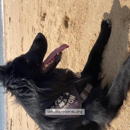 Photo 1/1 Chien retrouvé Perdu à Queven