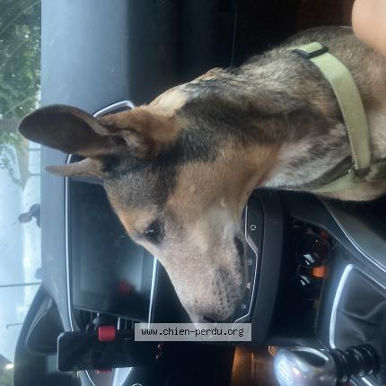 Photo de chien perdu à Hastingues