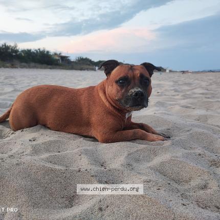 Photo de chien perdu à Marseillan Plage