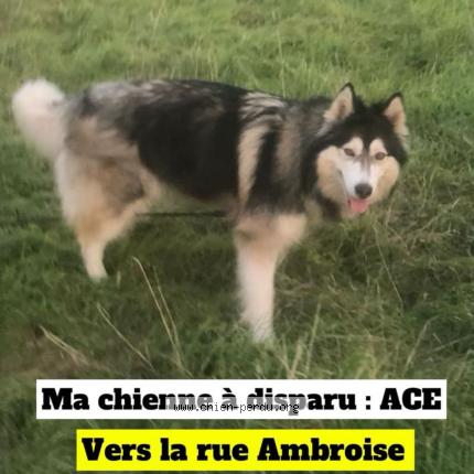 Photo 1/1 Chien retrouvé Perdu à Bagnolet