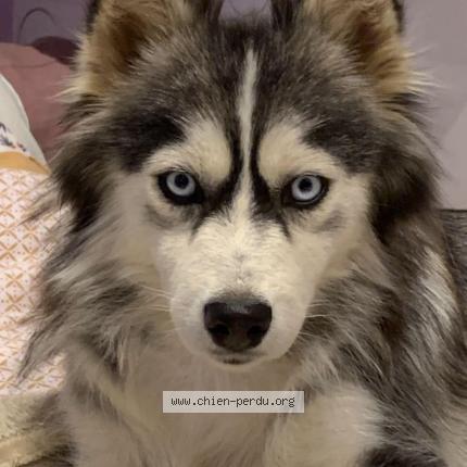 Photo 1/1 Chien retrouvé Perdu à Puylaurens