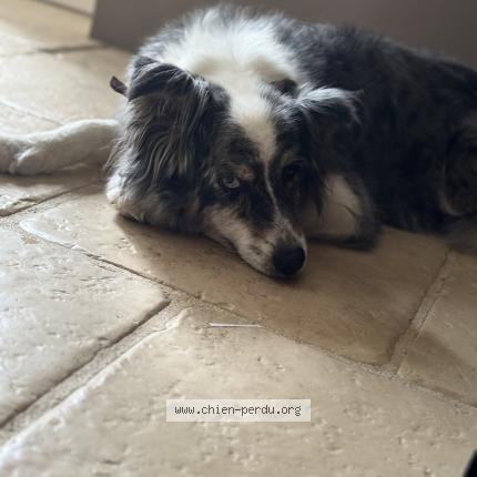 Photo 1/1 Chien retrouvé Perdu à La chapelle faucher