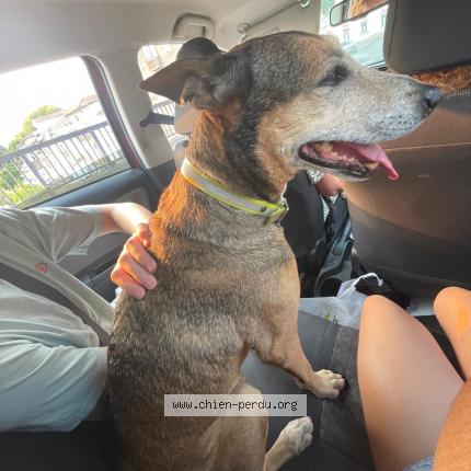 Photo de chien trouvé à Sames